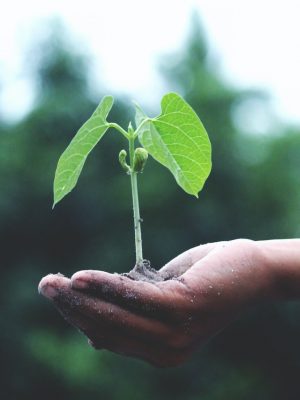 Regrowth-acupuncture-tcm